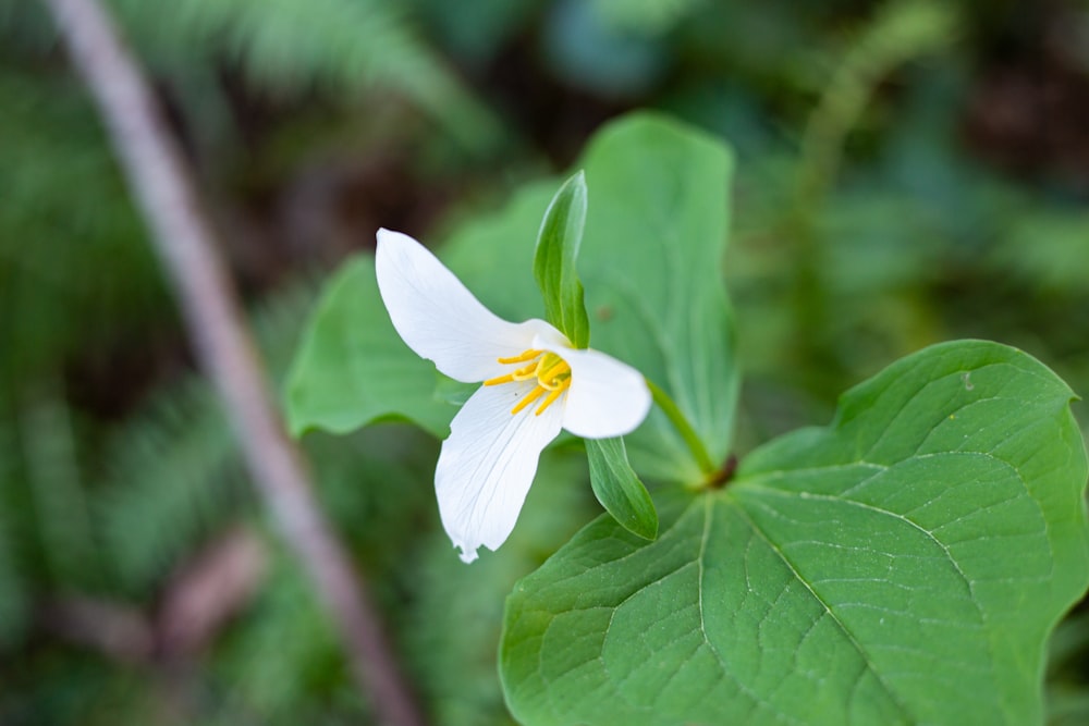 Fleur blanche dans une lentille à bascule