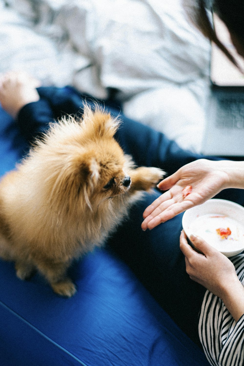 person holding brown pomeranian puppy