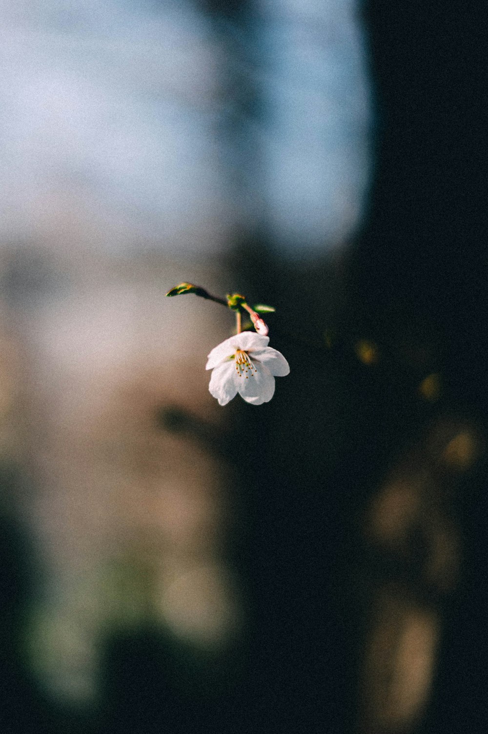 white flower with water droplets