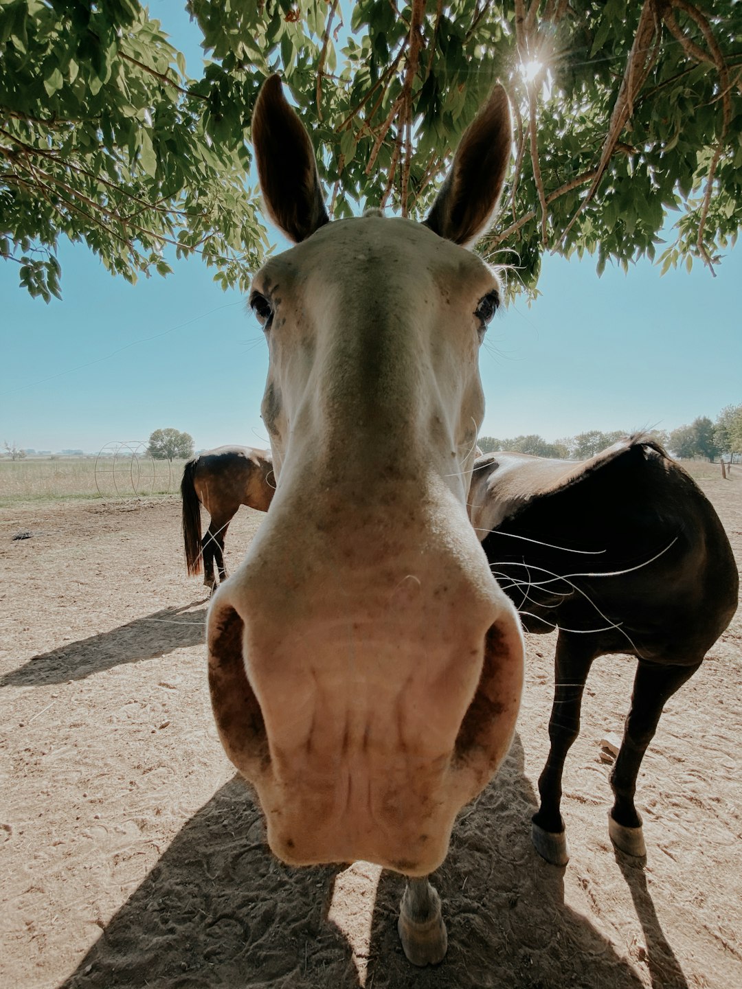 travelers stories about Wildlife in San Antonio de Areco, Argentina