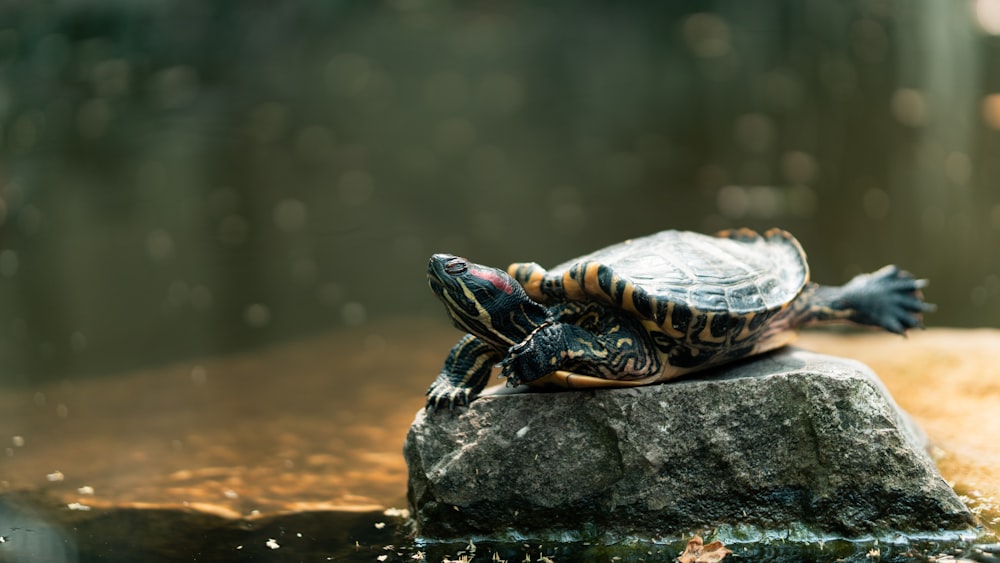 black and white turtle on brown rock