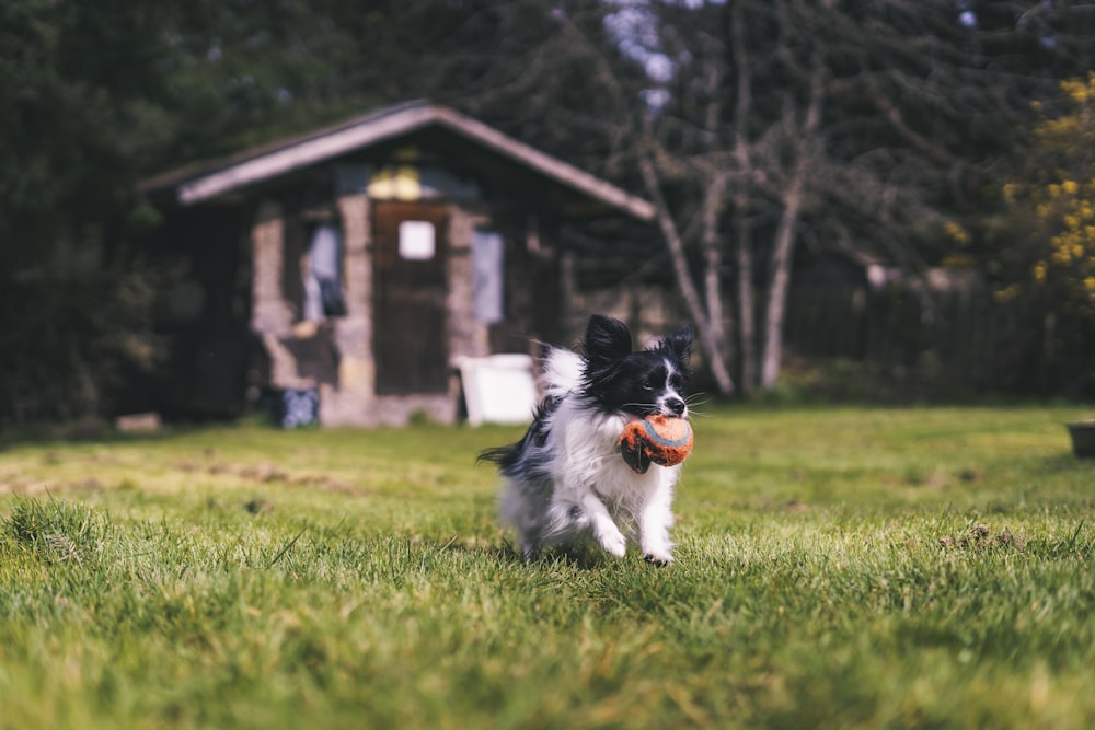 Un cane che corre con una palla in bocca