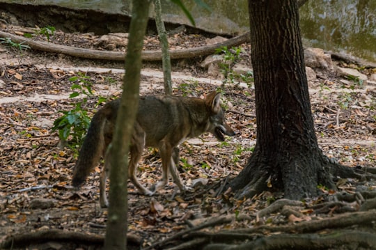 brown and black wolf on forest during daytime in Zoológico Miguél Álvarez del Toro Mexico