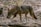 brown and black wolf on ground