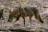 brown and black wolf on ground