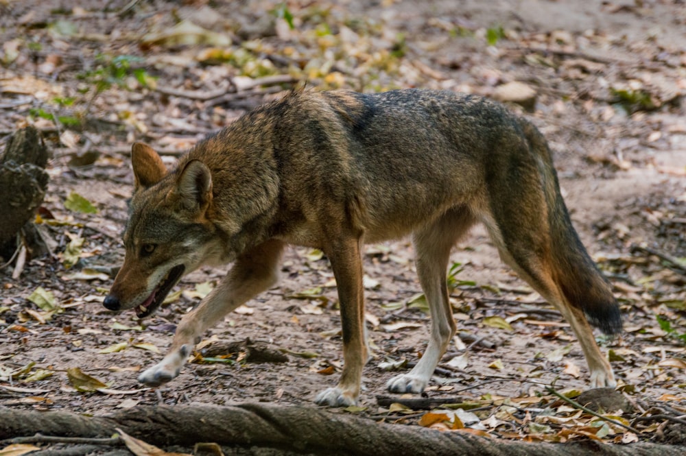 Brauner und schwarzer Wolf am Boden