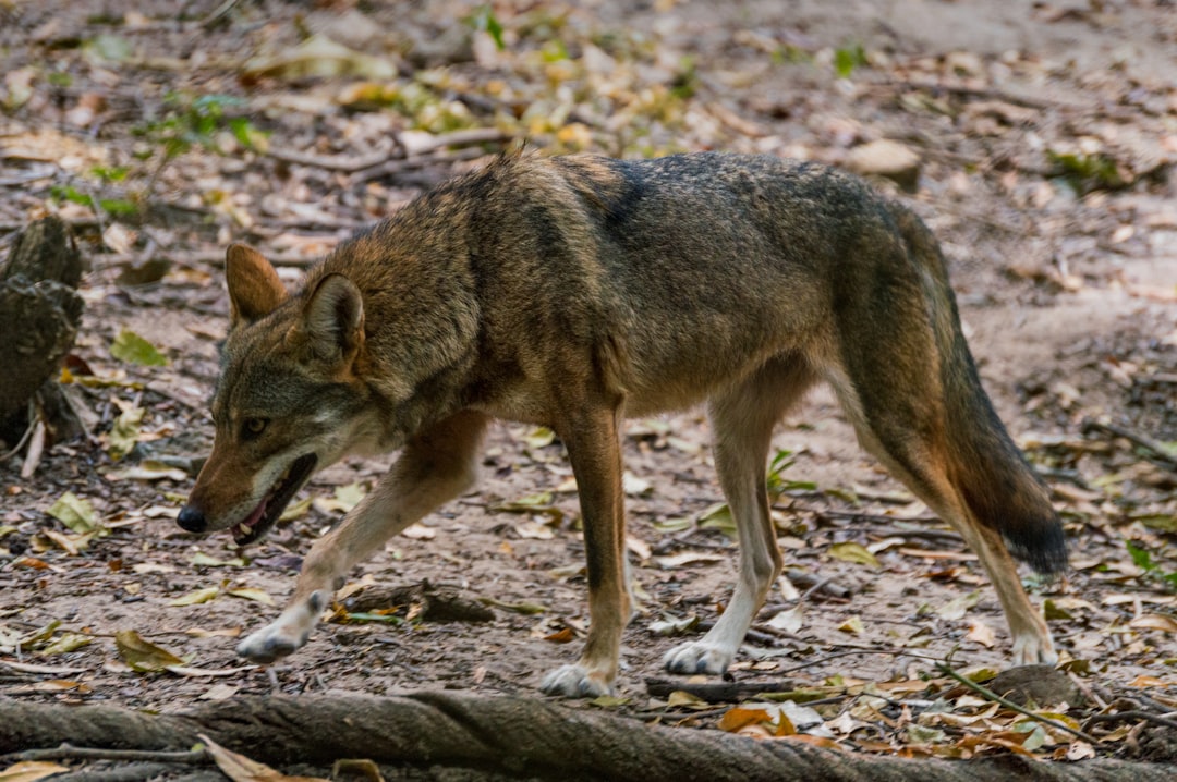  brown and black wolf on ground coyote