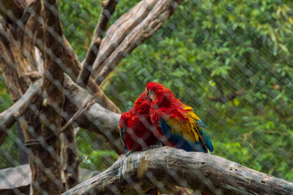 oiseau rouge, bleu et jaune sur une branche d’arbre brune pendant la journée