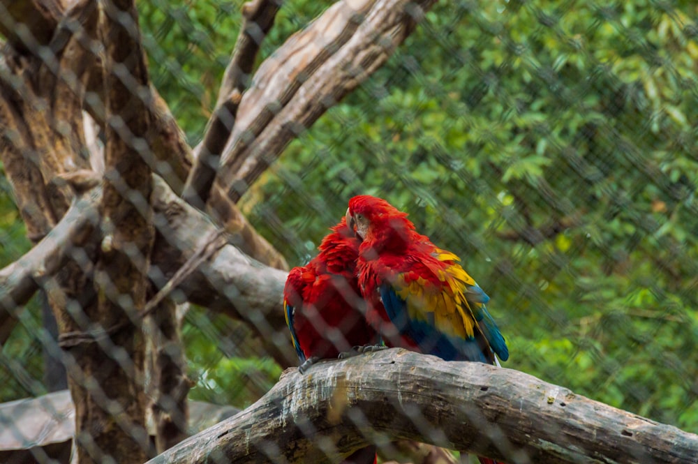 red blue and yellow bird on brown tree branch during daytime