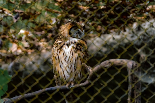 brown owl on gray metal fence during daytime in Zoológico Miguél Álvarez del Toro Mexico