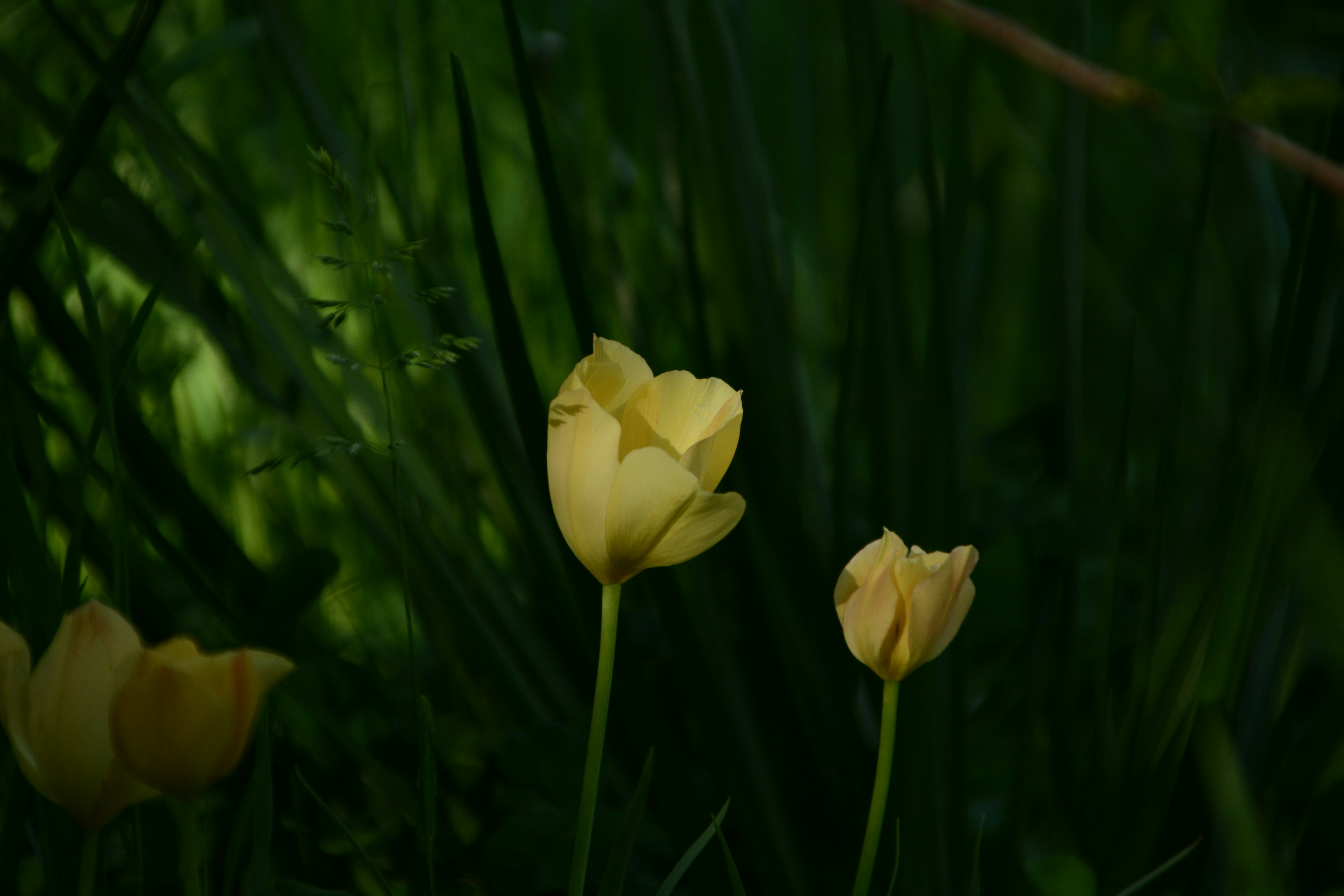 Photo by jcwoodford05