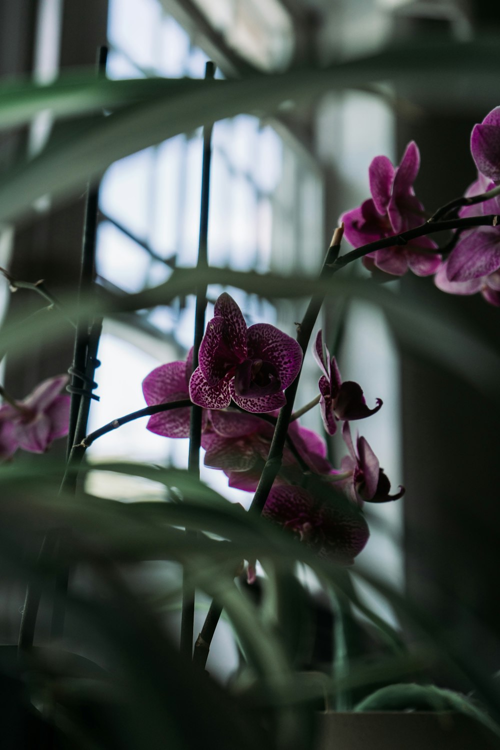 purple flower in tilt shift lens