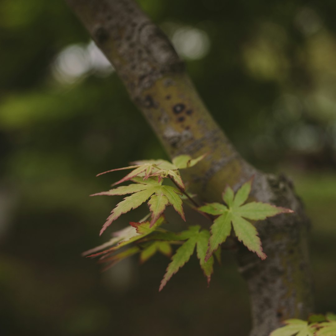 red and green leaves on brown tree branch