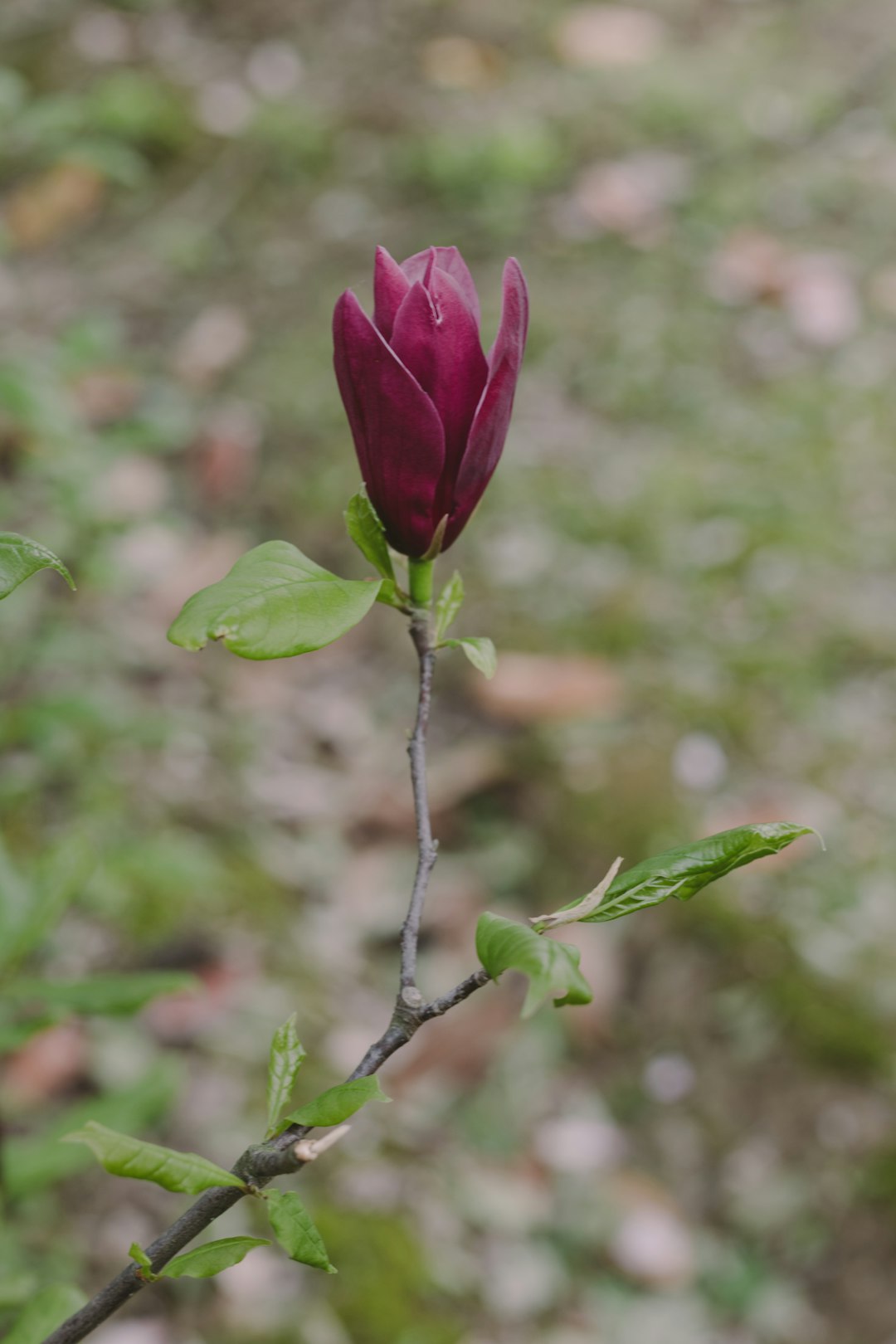 red rose in bloom during daytime