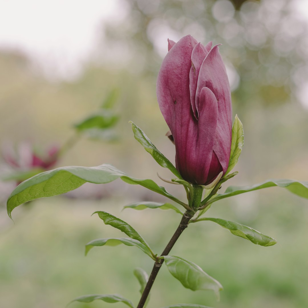 pink flower in tilt shift lens