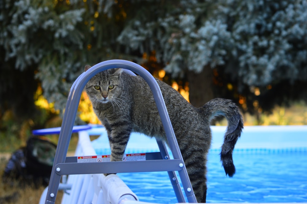 grey cat on blue wooden fence