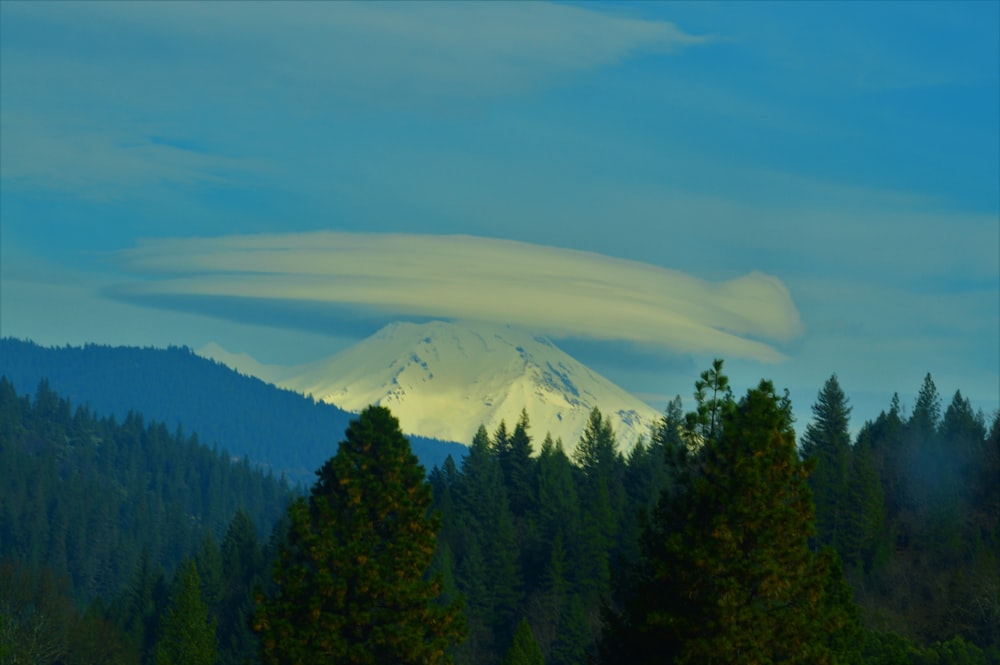 green trees and white clouds during daytime