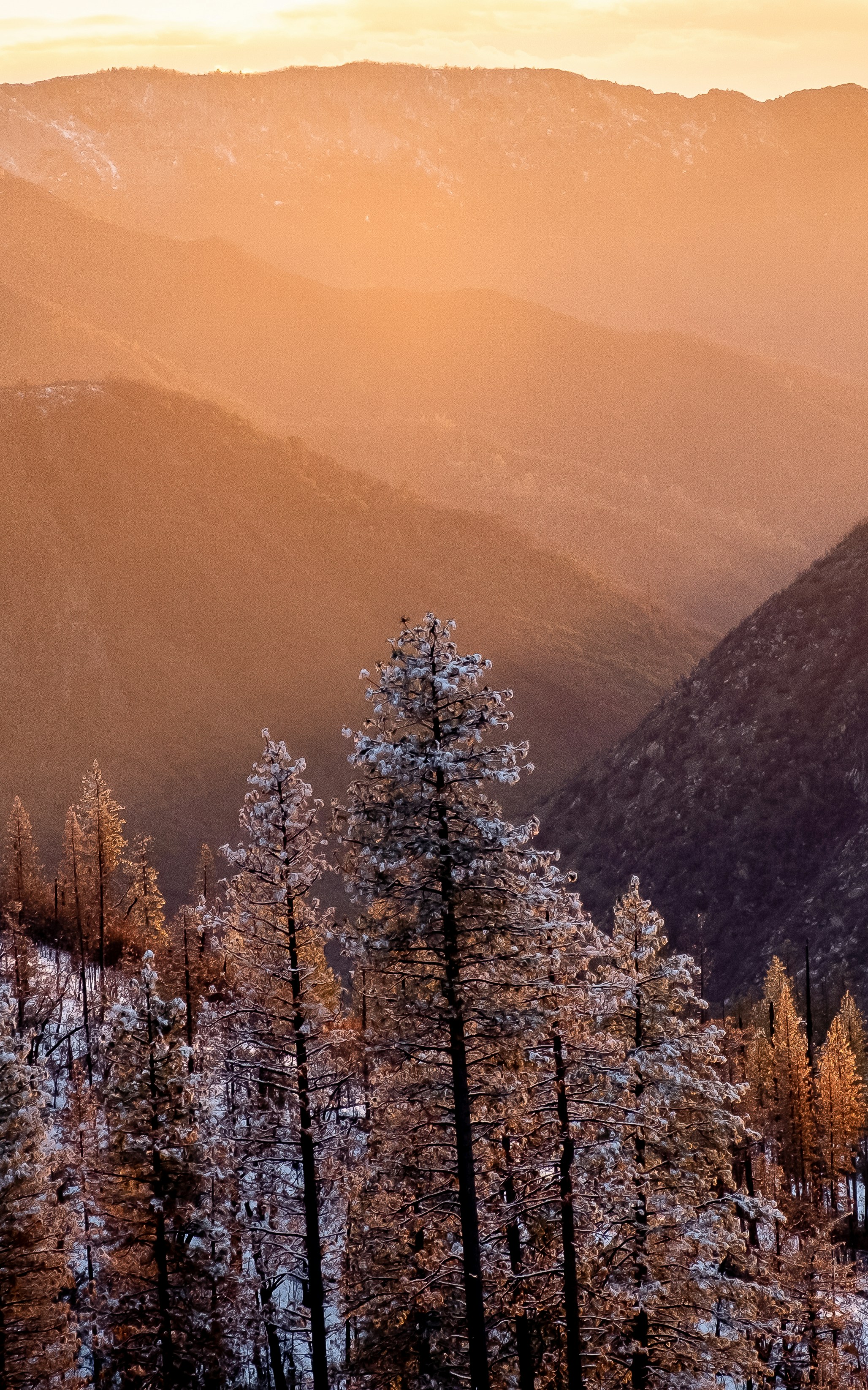 green pine trees near mountain during daytime