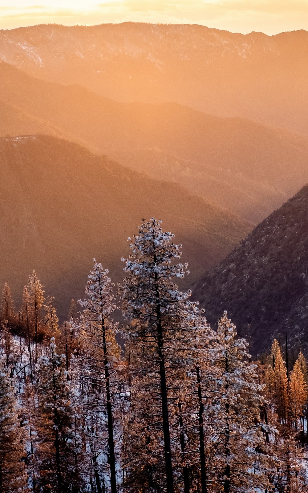 green pine trees near mountain during daytime