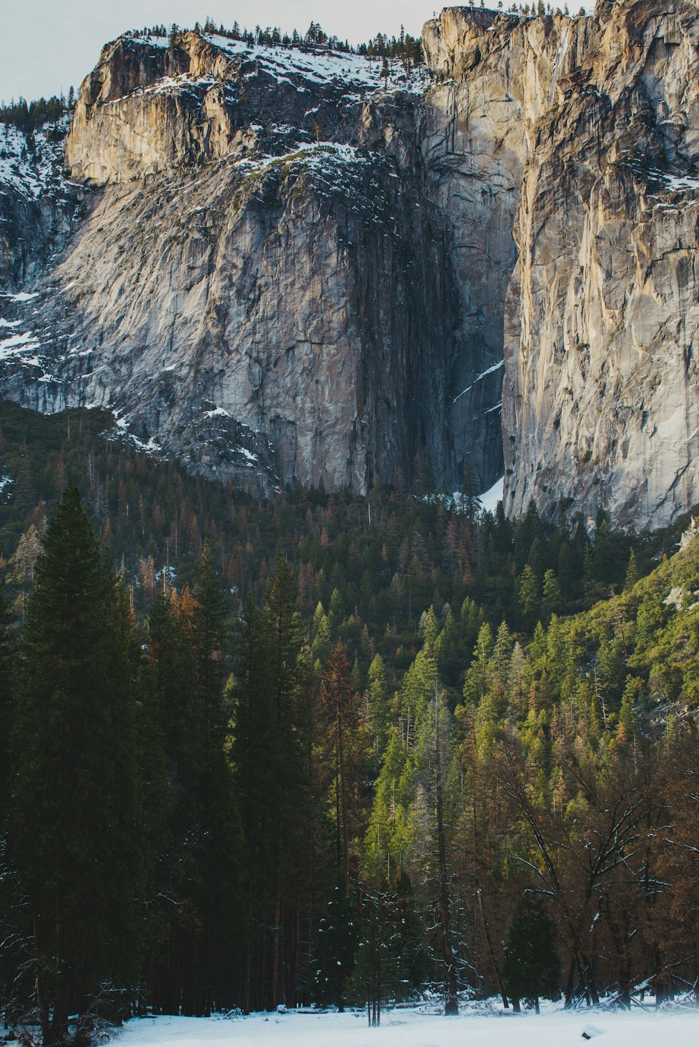 green pine trees near gray rocky mountain during daytime