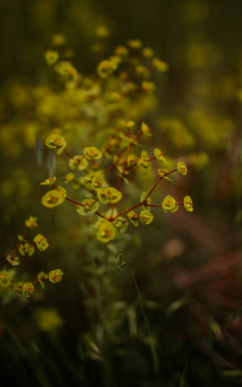 yellow flowers in tilt shift lens