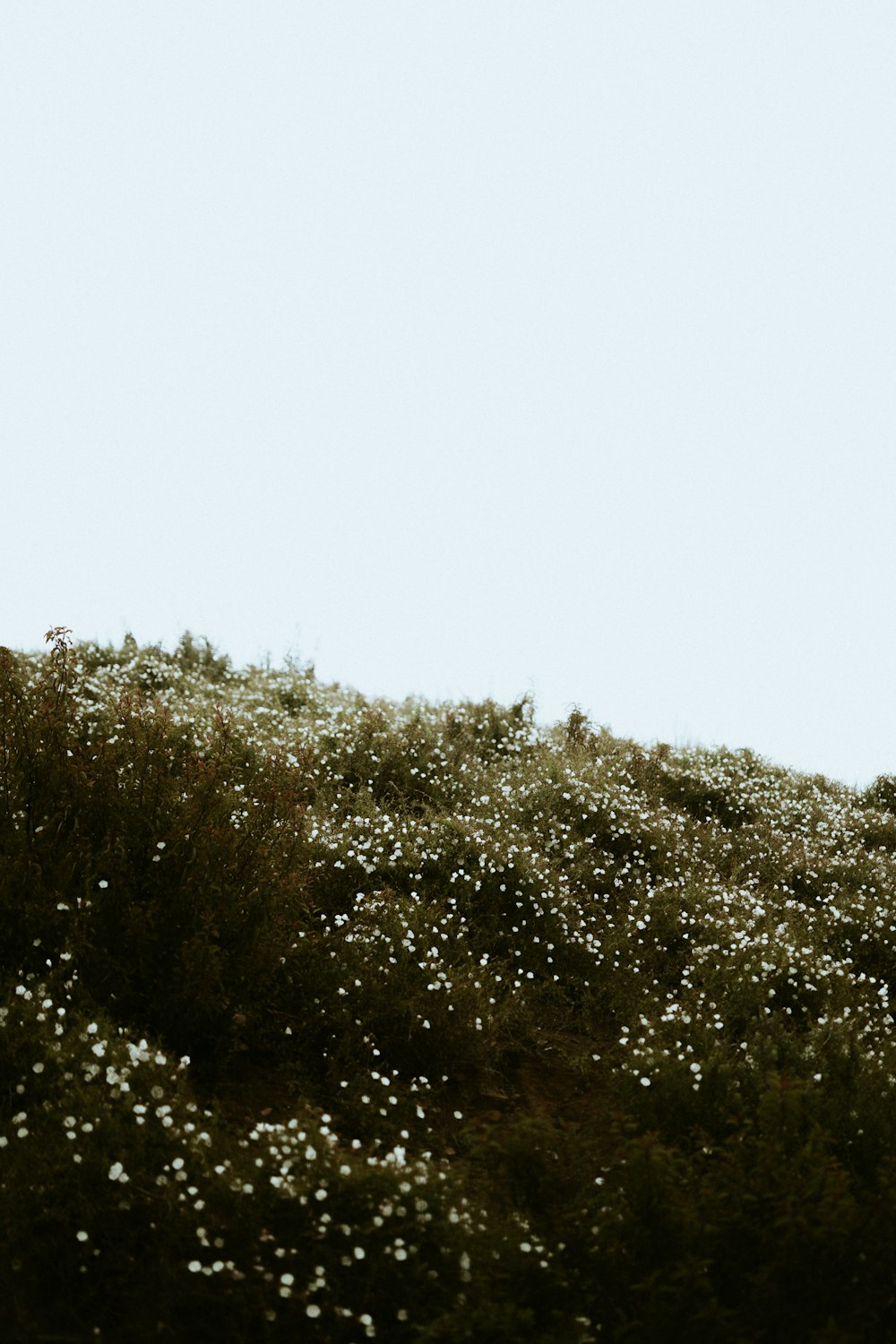 green tree under white sky during daytime