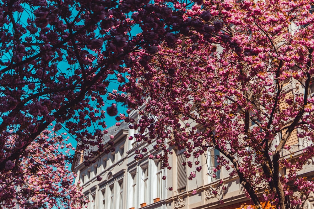 purple and pink leaves on tree