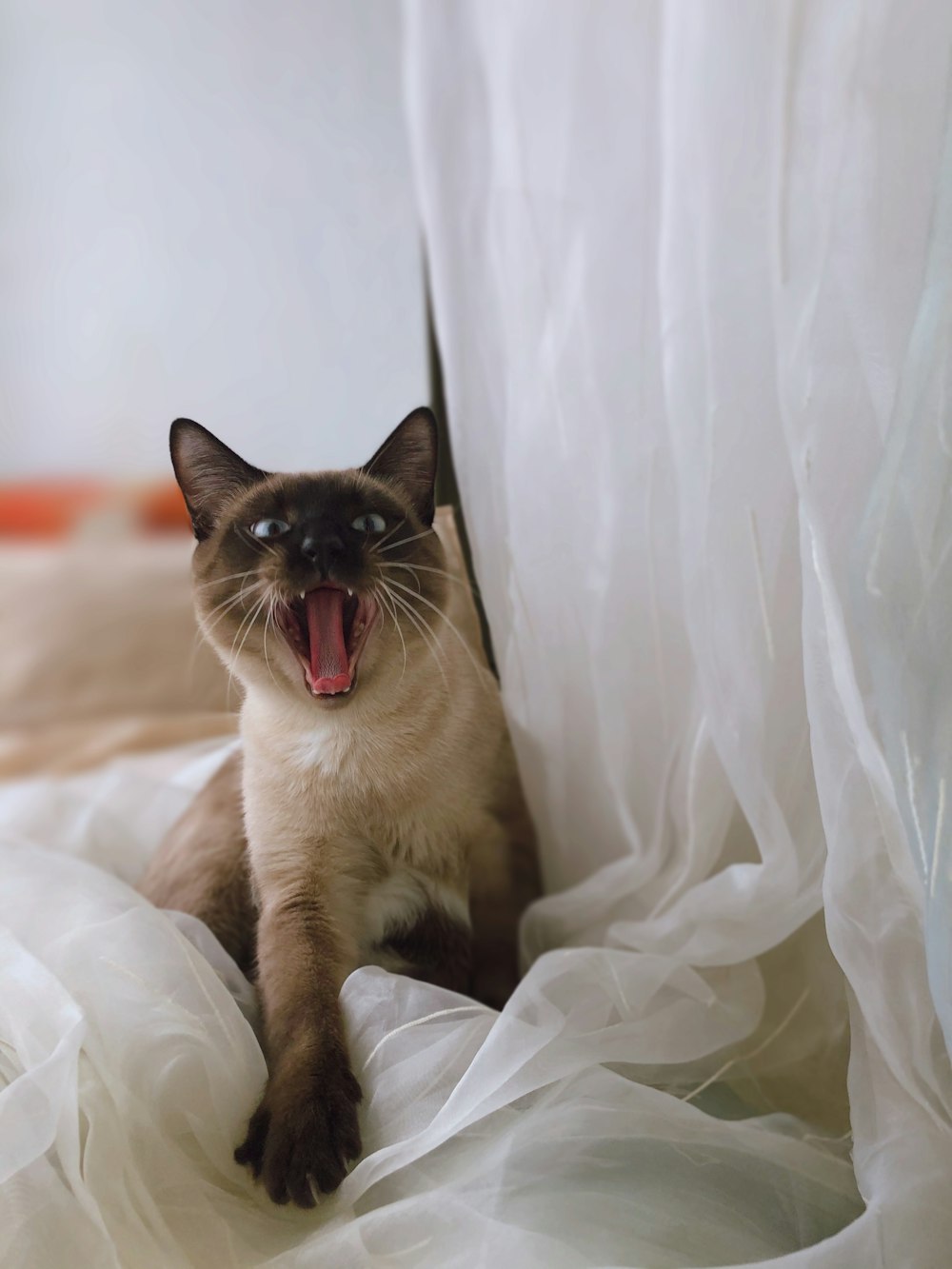 a siamese cat yawns while sitting on a bed