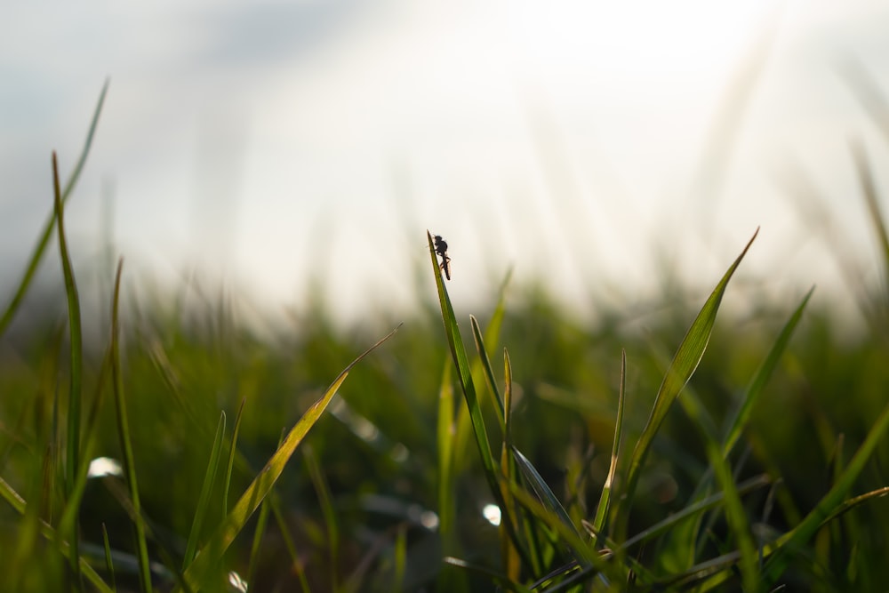 black and white insect on green grass during daytime