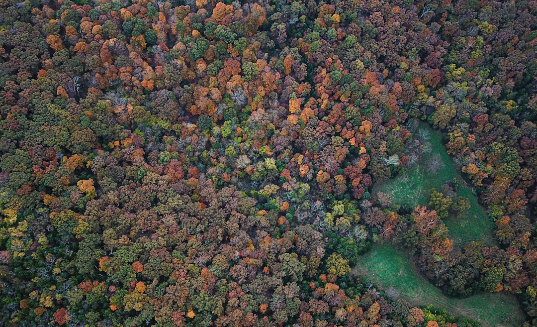 brown and green leaves on ground