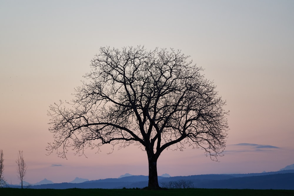 leafless tree on green grass field during daytime