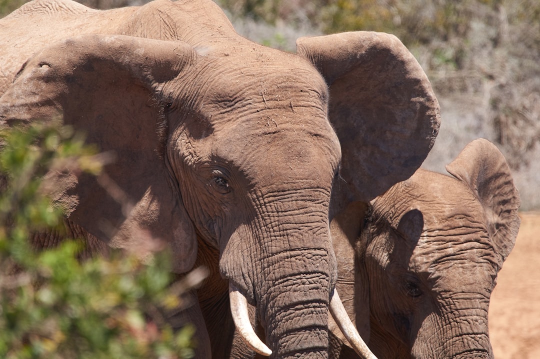 grey elephant standing on green grass during daytime