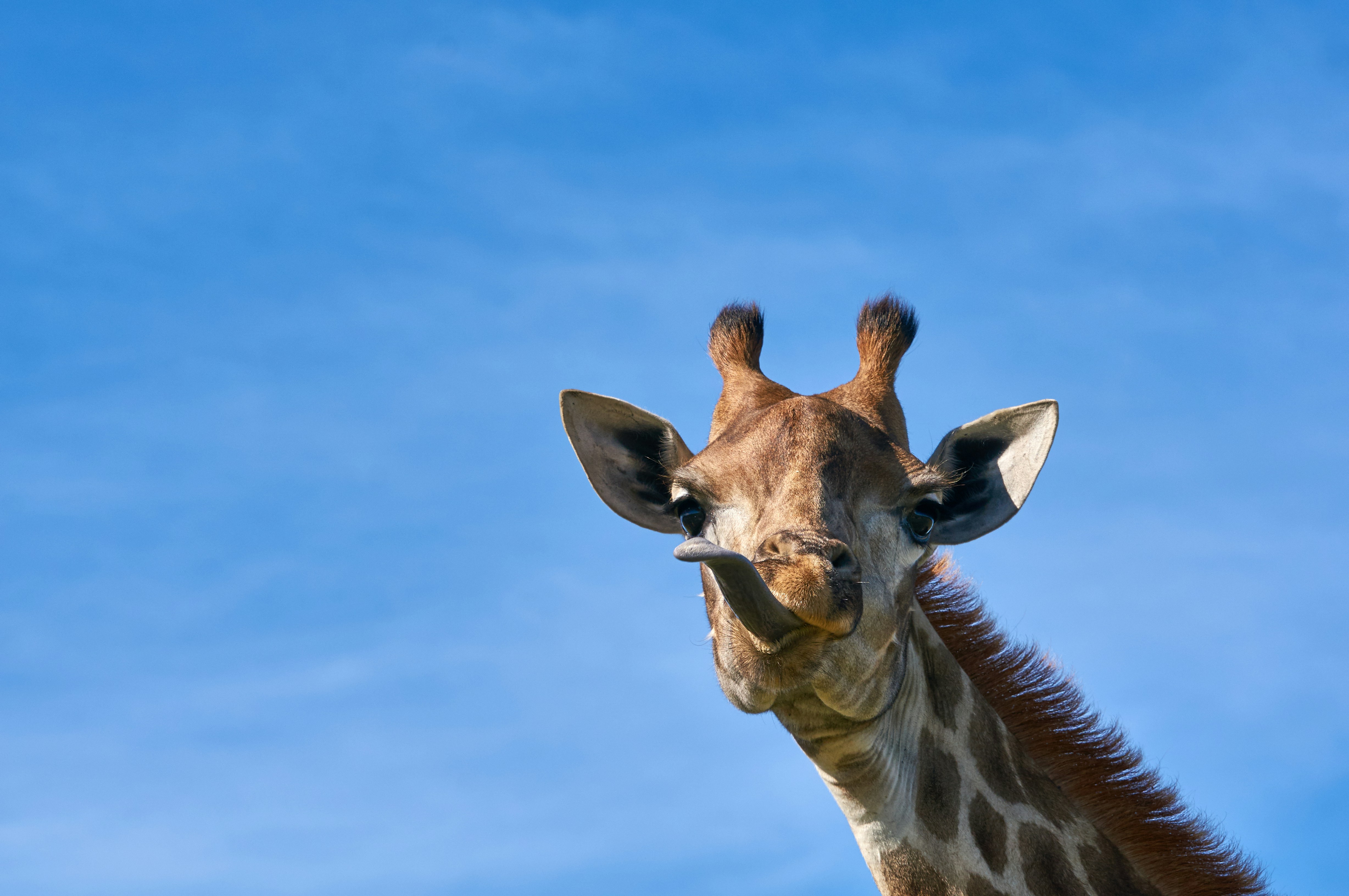 湖の水を飲むキリンの写真 Unsplashで見つける動物の無料写真