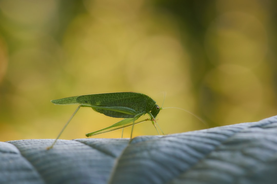 green grasshopper on green leaf in close up photography during daytime