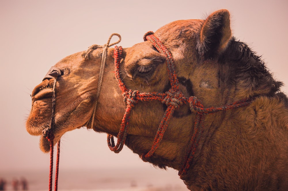 camelo marrom na fotografia de perto durante o dia