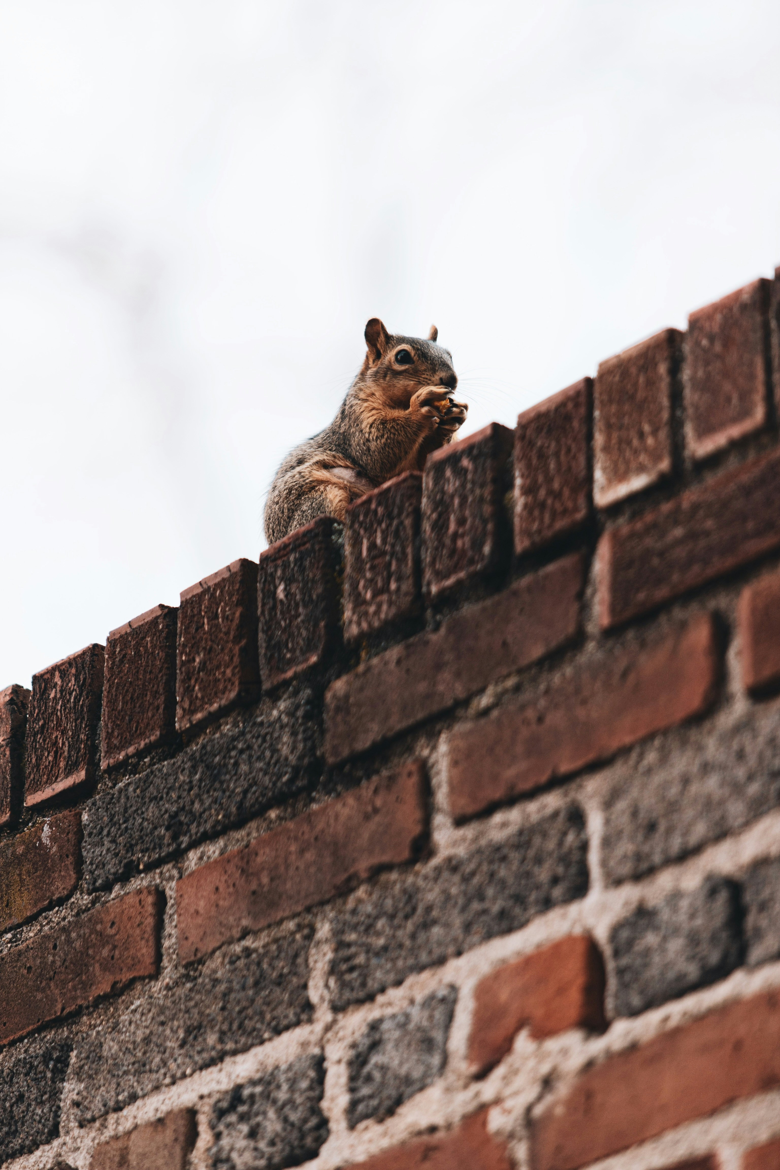 Squirrel nibbling on nut at the top of an old brick wall