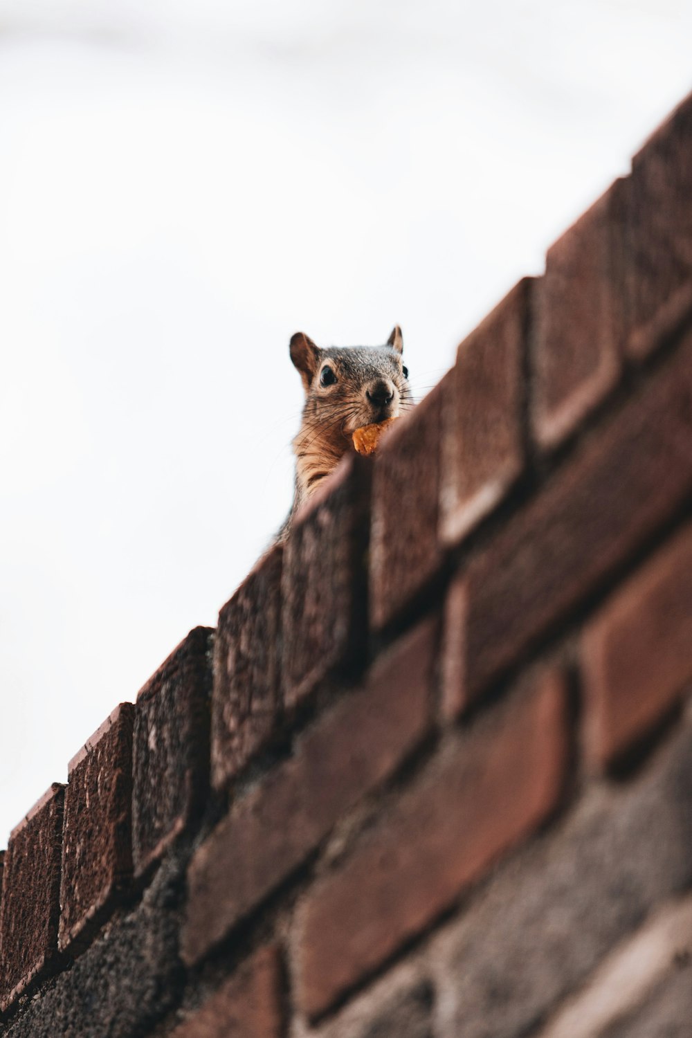 brown squirrel on brown brick wall