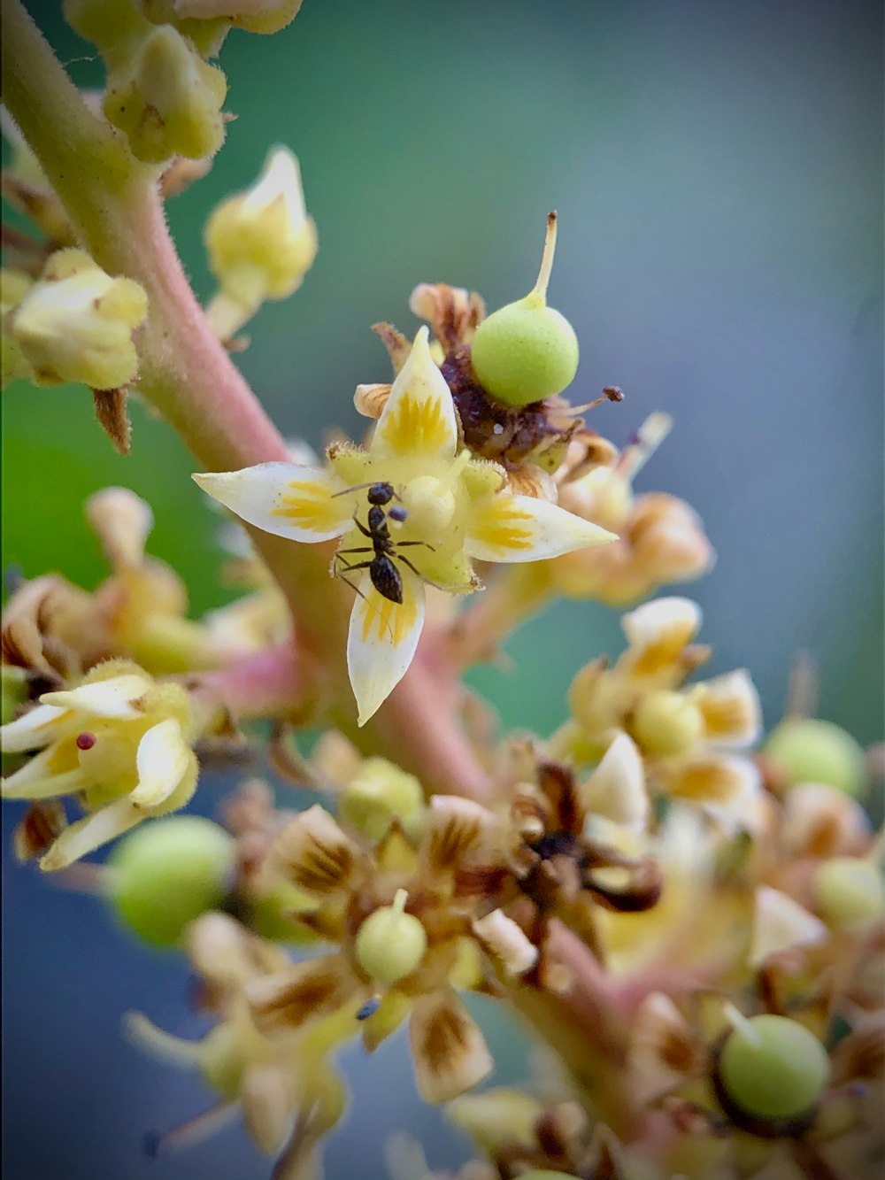 yellow and black bee on green flower