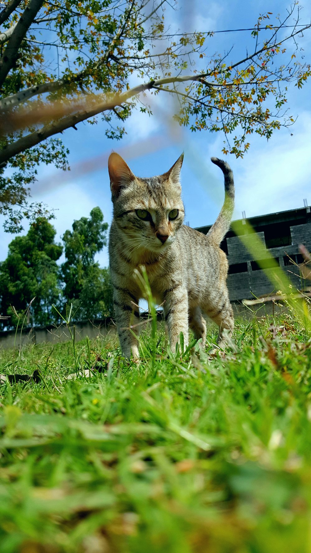 brown tabby cat on green grass field