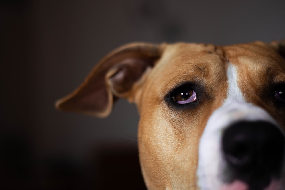 brown and white short coated dog