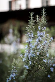 purple flower in tilt shift lens