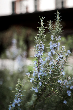 purple flower in tilt shift lens