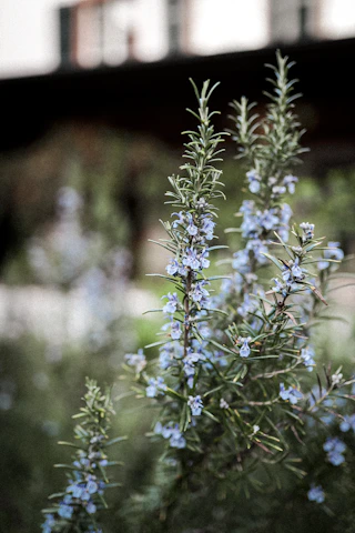 purple flower in tilt shift lens