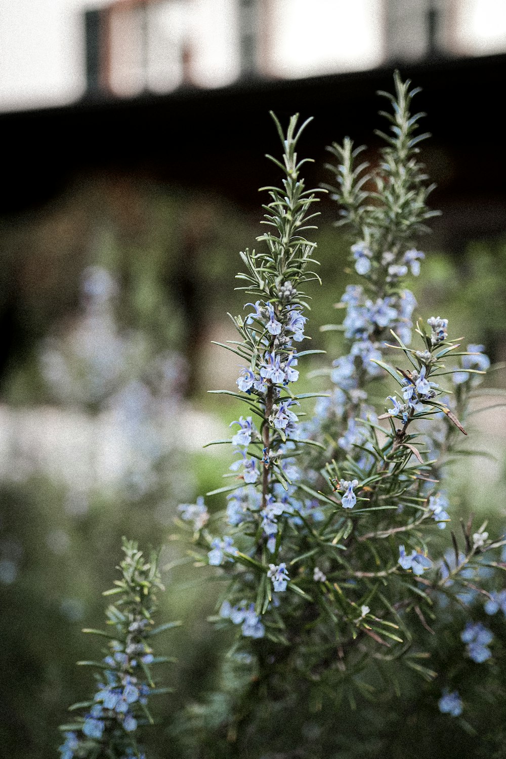 purple flower in tilt shift lens