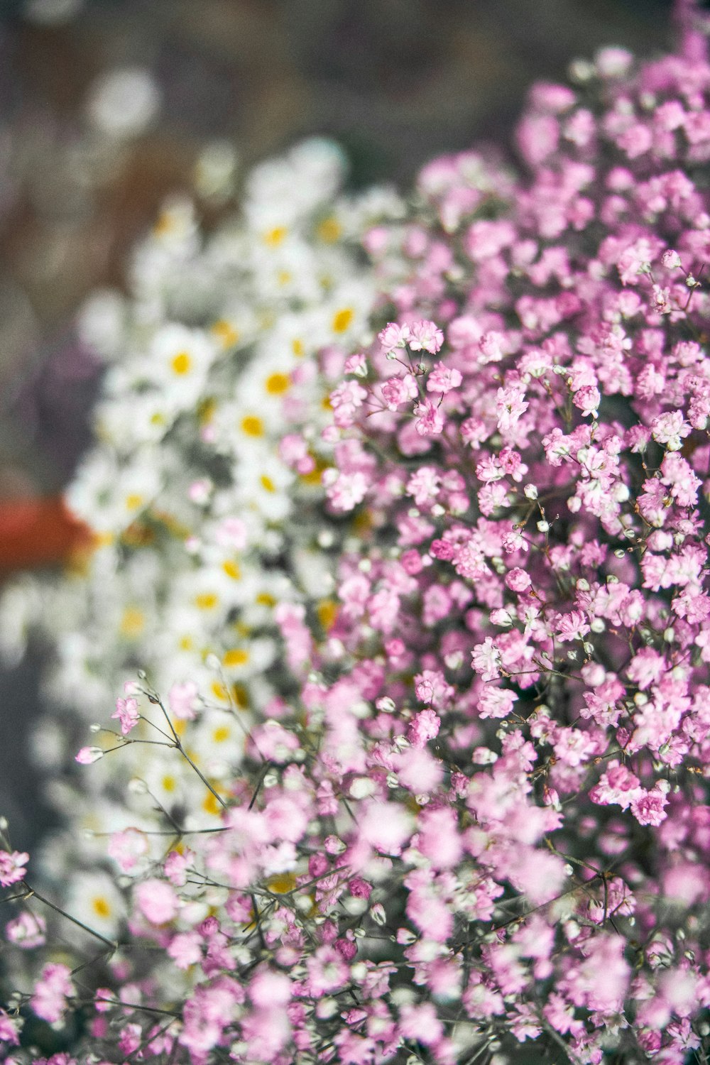 purple and white flowers in tilt shift lens