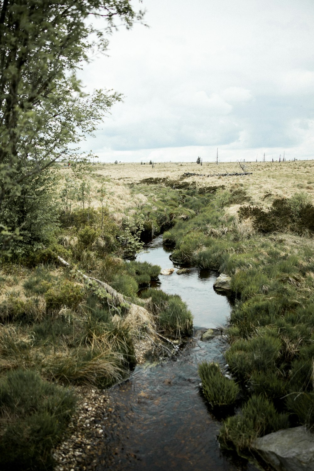 green grass and trees near river during daytime