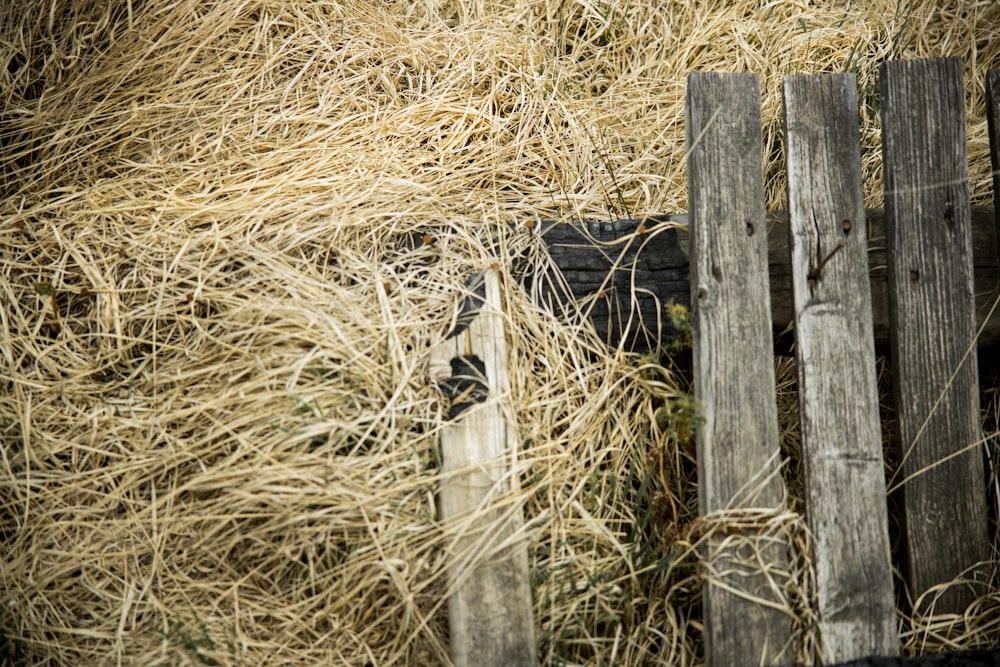black wooden fence on brown grass