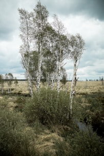 leafless tree on green grass field under white clouds and blue sky during daytime