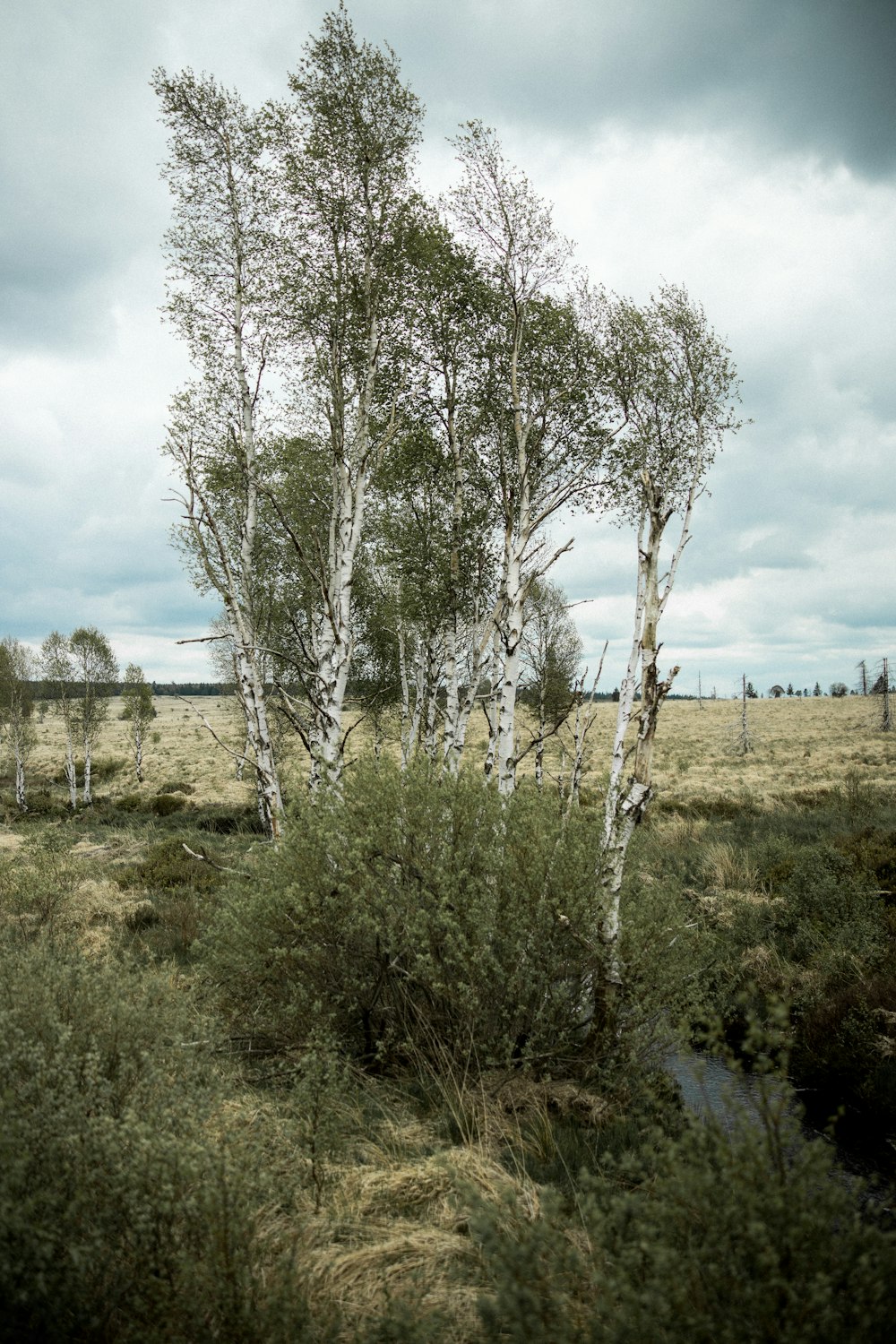 leafless tree on green grass field under white clouds and blue sky during daytime