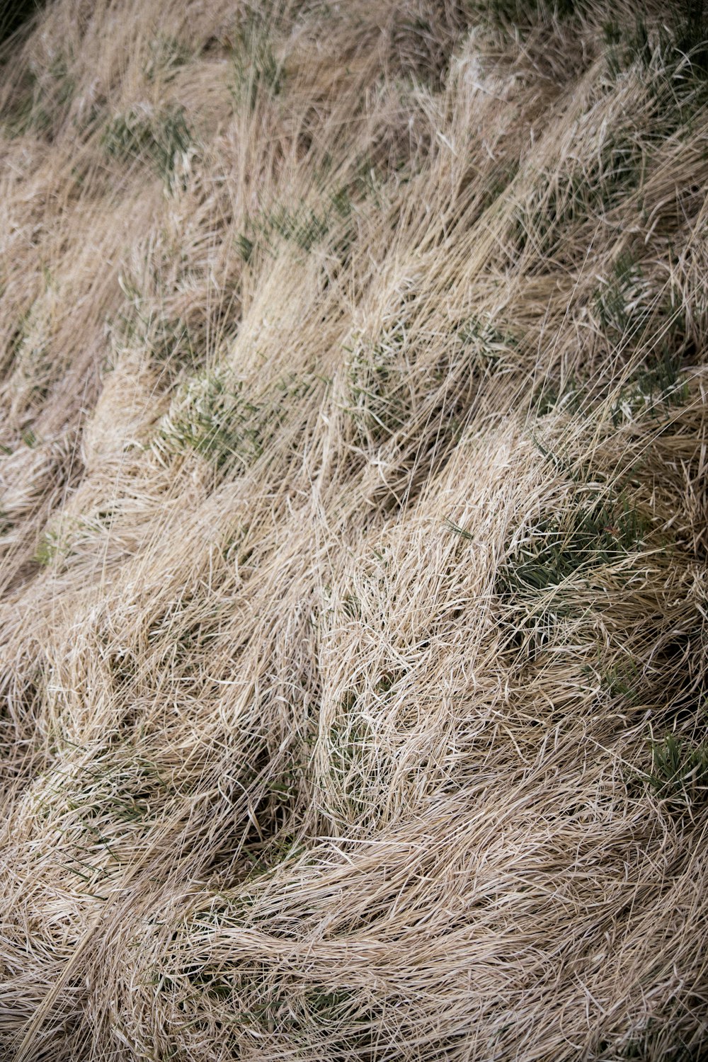 brown grass field during daytime